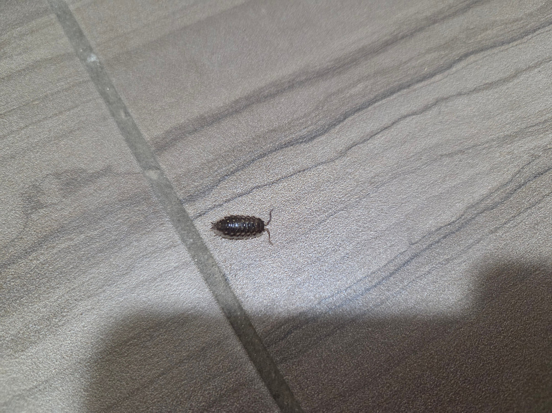 Days Inn by Wyndham Asheville Downtown North主图