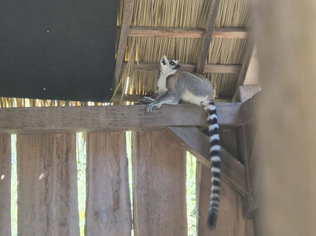 Zooparc Overloon-Overloon必去景点