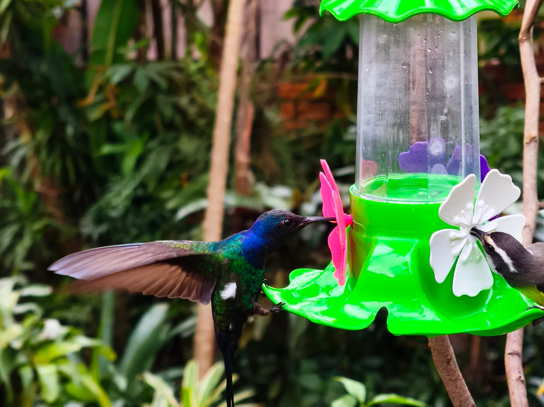 Jardin de los Picaflores-伊瓜苏港必去景点