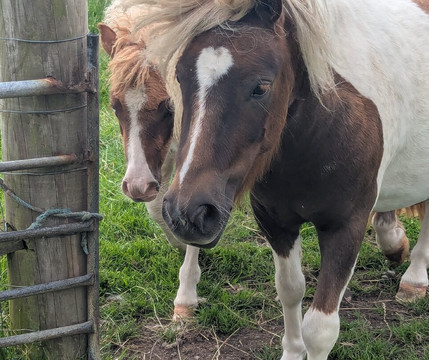 Withyburn Croft Tours