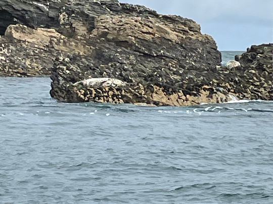 St Ives Boat Services-圣艾维斯必去景点