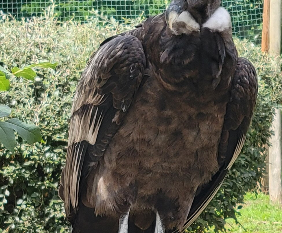Les Aigles du Léman-Sciez必去景点