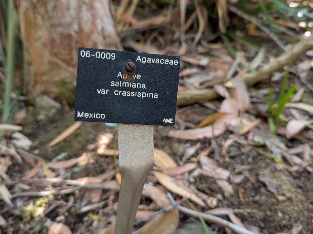Ventnor Botanic Garden-文特诺必去景点