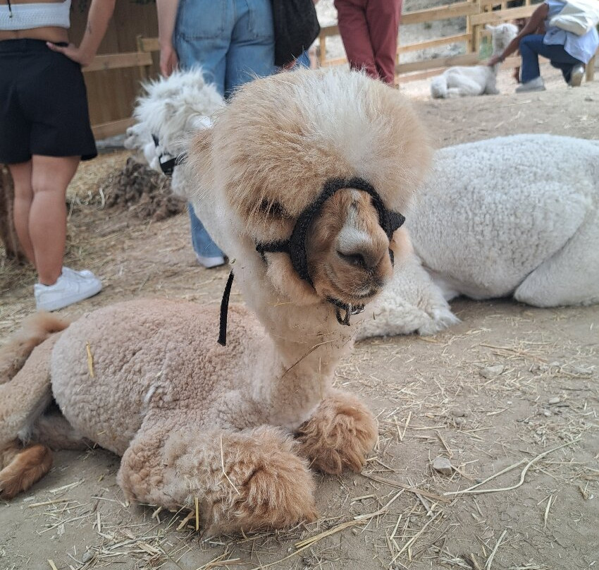 Basilicata Alpaca-Acerenza必去景点