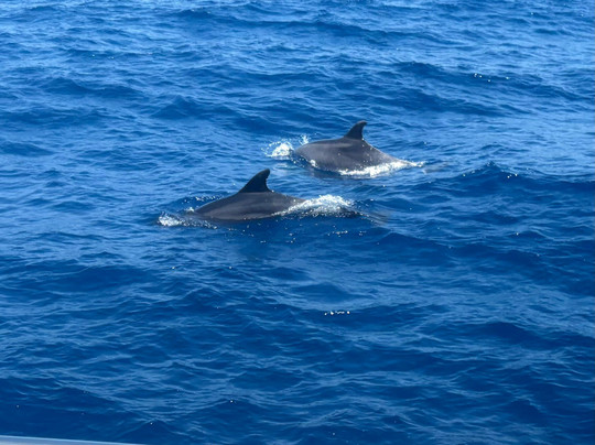 Holls Boat Charter-卡拉多尔必去景点