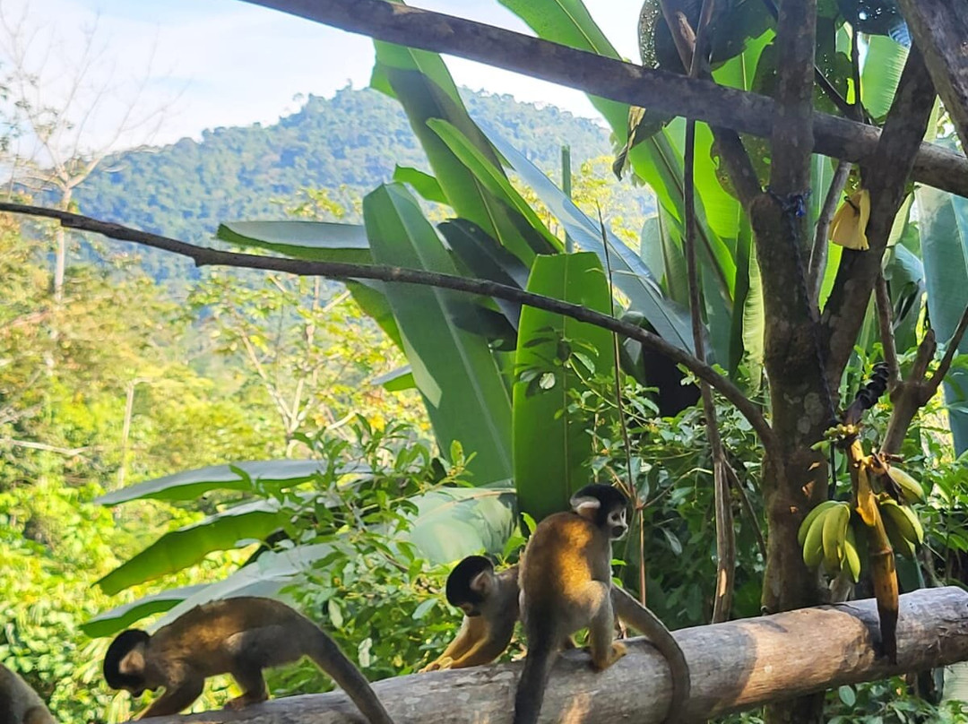 EXPEDICIONES VILCA-Manu必去景点