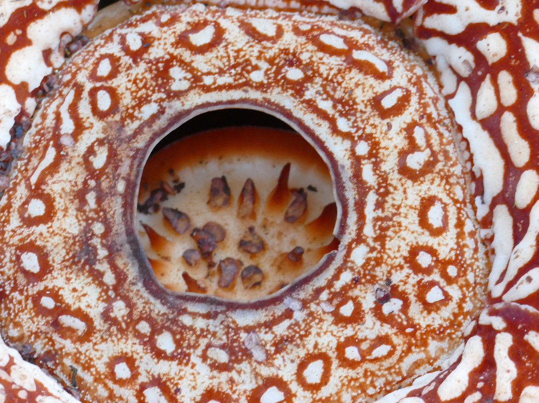 大王花保护区-亚庇必去景点