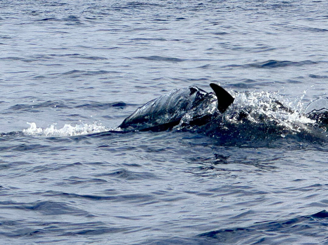 Futurismo Azores Adventures-蓬塔德尔加达必去景点