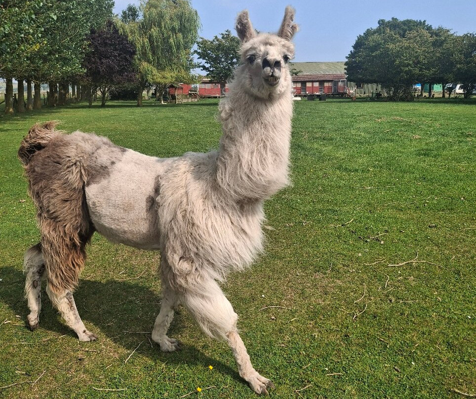 Balnuith Alpacas-敦提必去景点