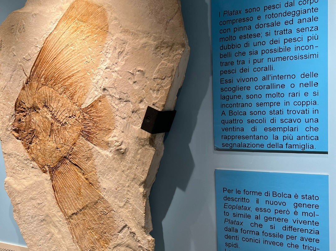 Museo dei Fossili di Bolca - Verona-Bolca必去景点