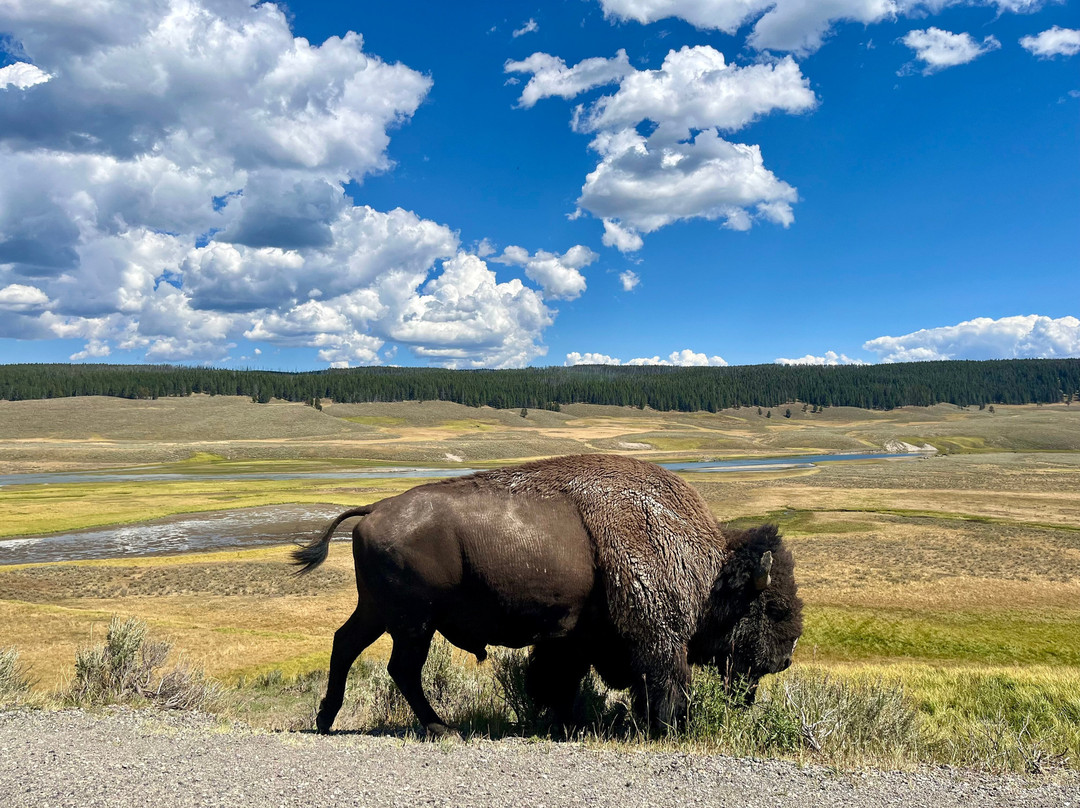 Yellowstone Wolf Tracker-加德纳必去景点