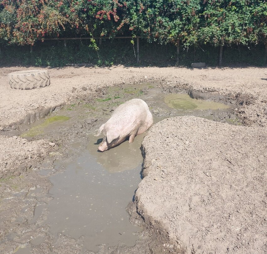 Hillside Animal Sanctuary-Frettenham必去景点