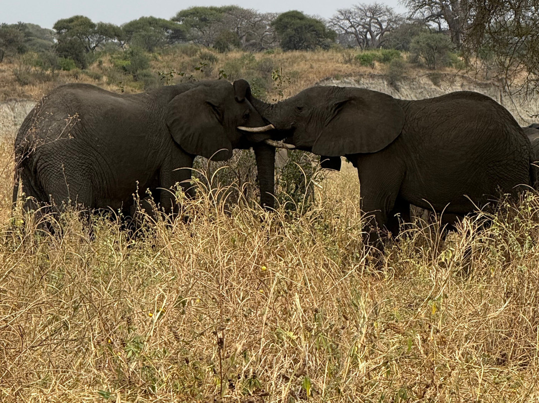 African Traits-阿鲁沙必去景点