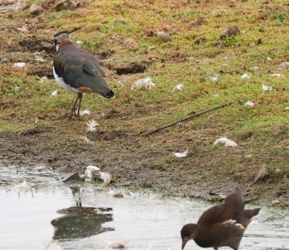RSBP Dearne Valley - Old Moor-Wombwell必去景点