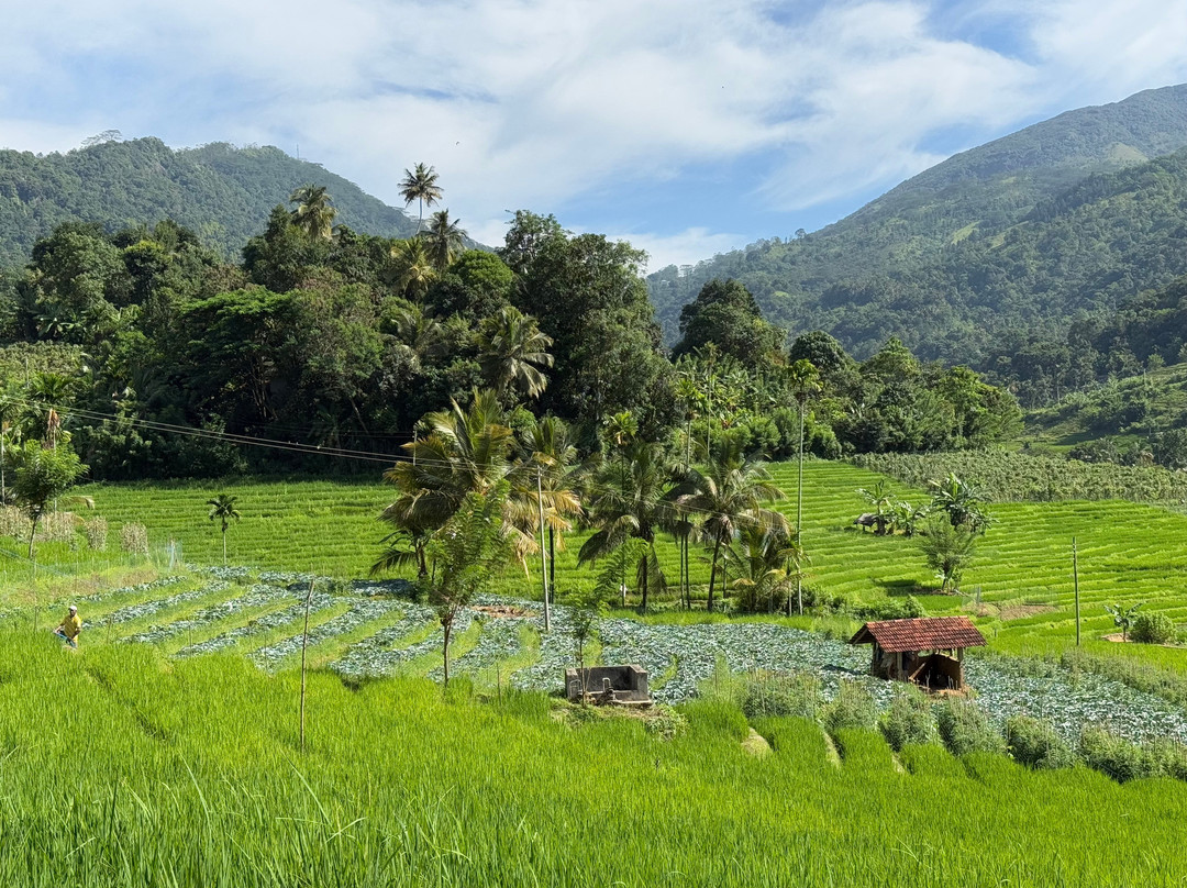 Kandy Trekking Tours-康提必去景点