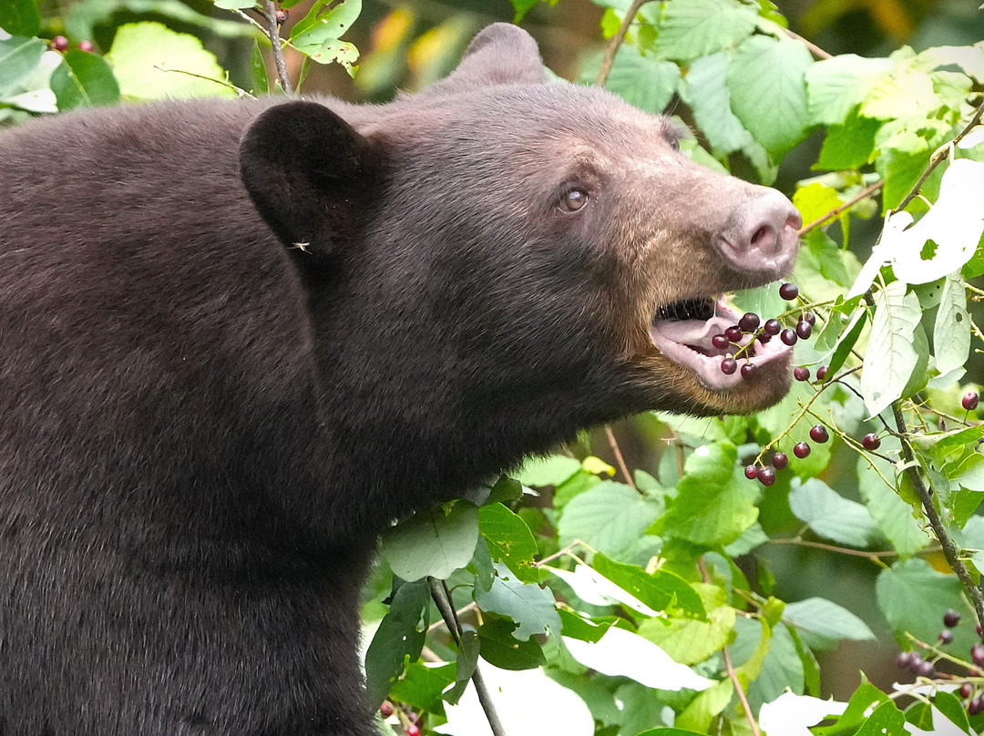 Vince Shute Wildlife Sanctuary-Orr必去景点
