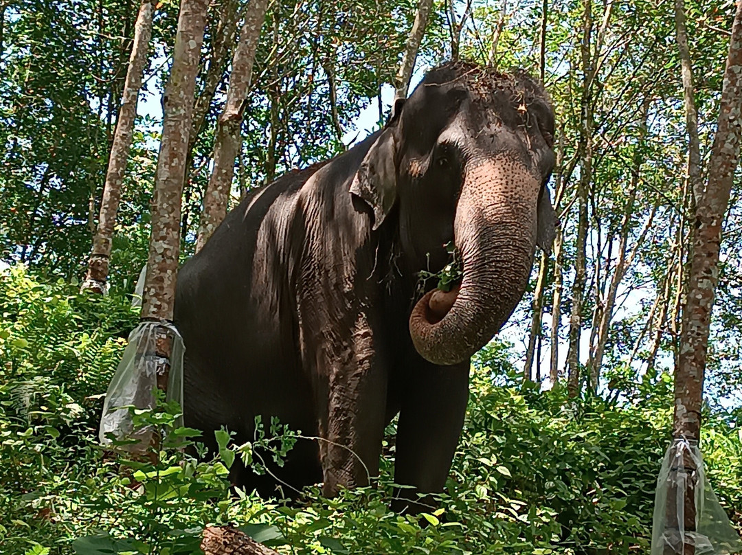 Elephant Care Relief Foundation-凯格勒 必去景点