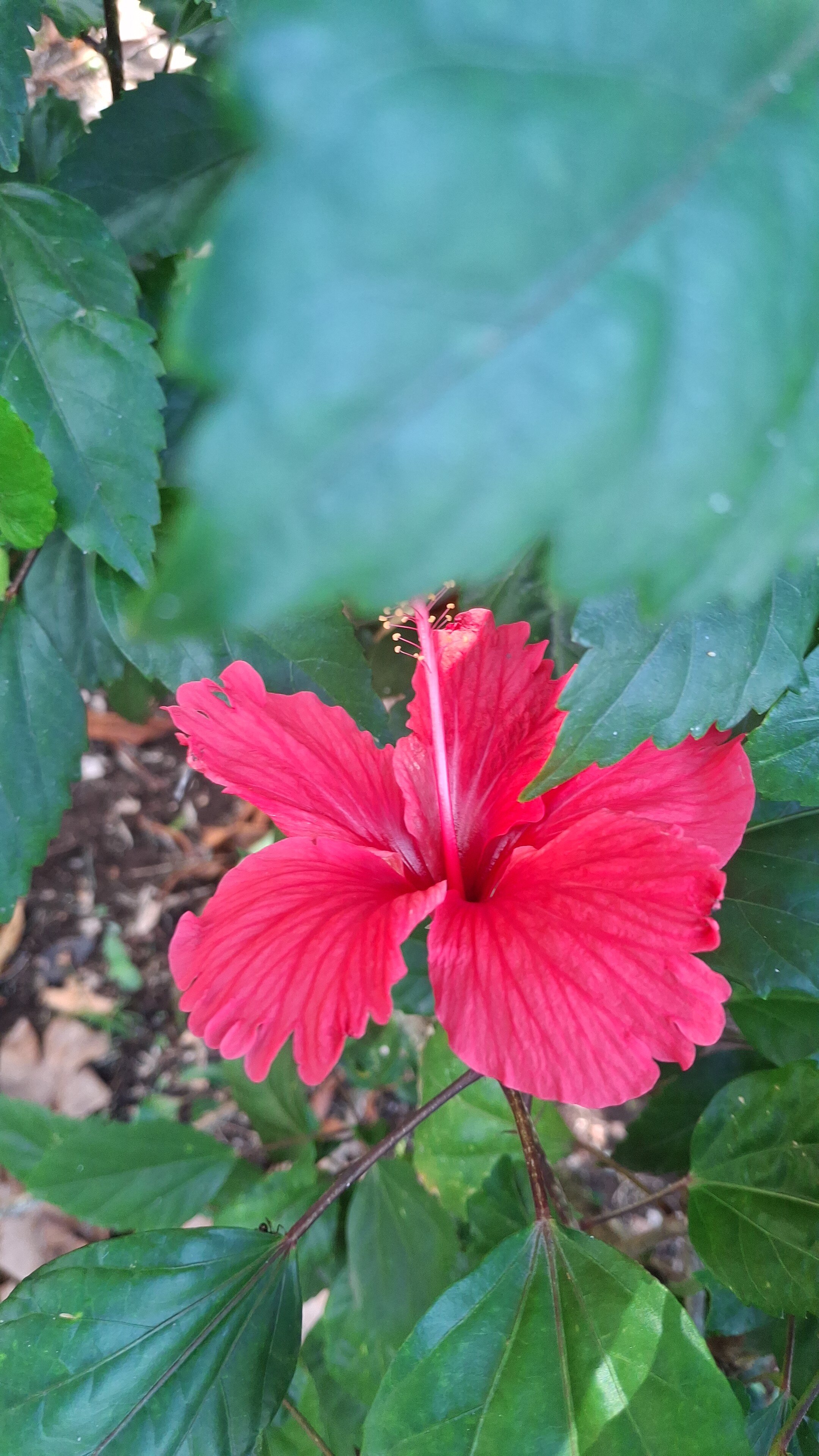 Paradis Tropical appart' hotel-官方