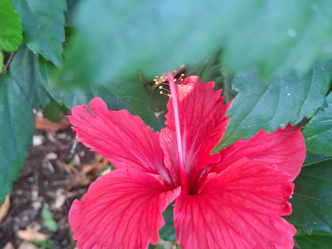 Paradis Tropical appart' hotel主图