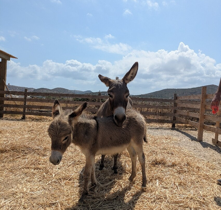 Donkey Farm Milos-Adamas必去景点