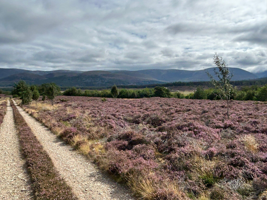 Bothy Bikes - Bike Rentals-Kingussie必去景点
