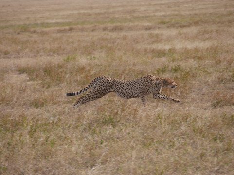 Zanzi Trekking and Safaris Limited-阿鲁沙必去景点