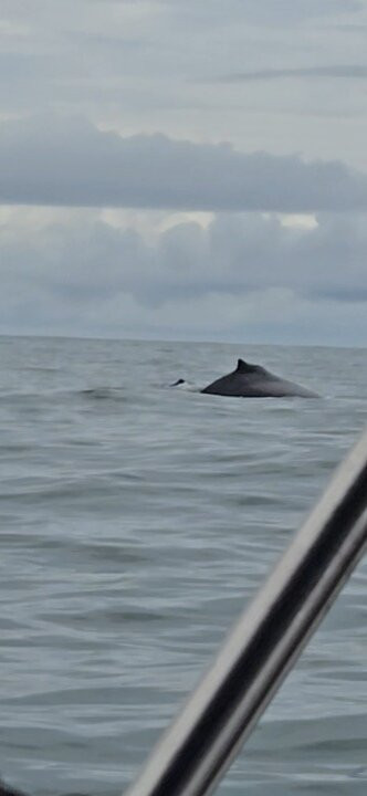Ballena Tour Costa Rica-鲸城必去景点