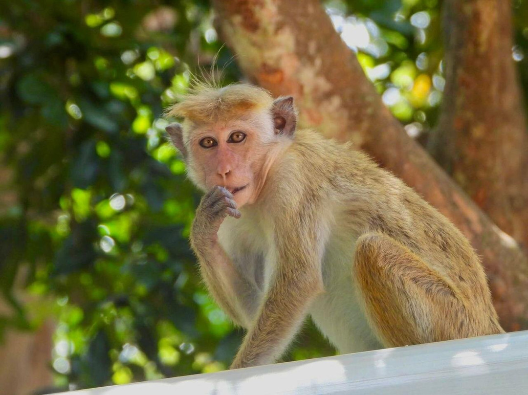Udawalawe HALF DAY Safari Tours & Taxi Service-乌达瓦拉瓦必去景点