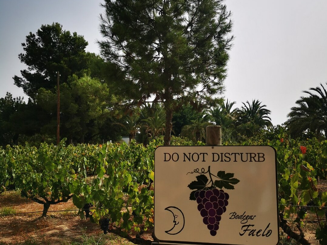 Bodegas Faelo-埃尔切必去景点