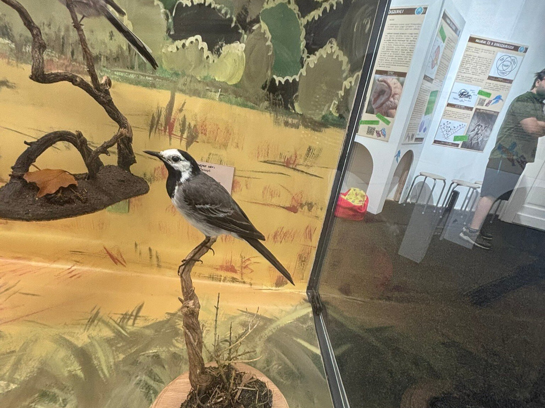 Balaton Museum-凯斯特海伊必去景点