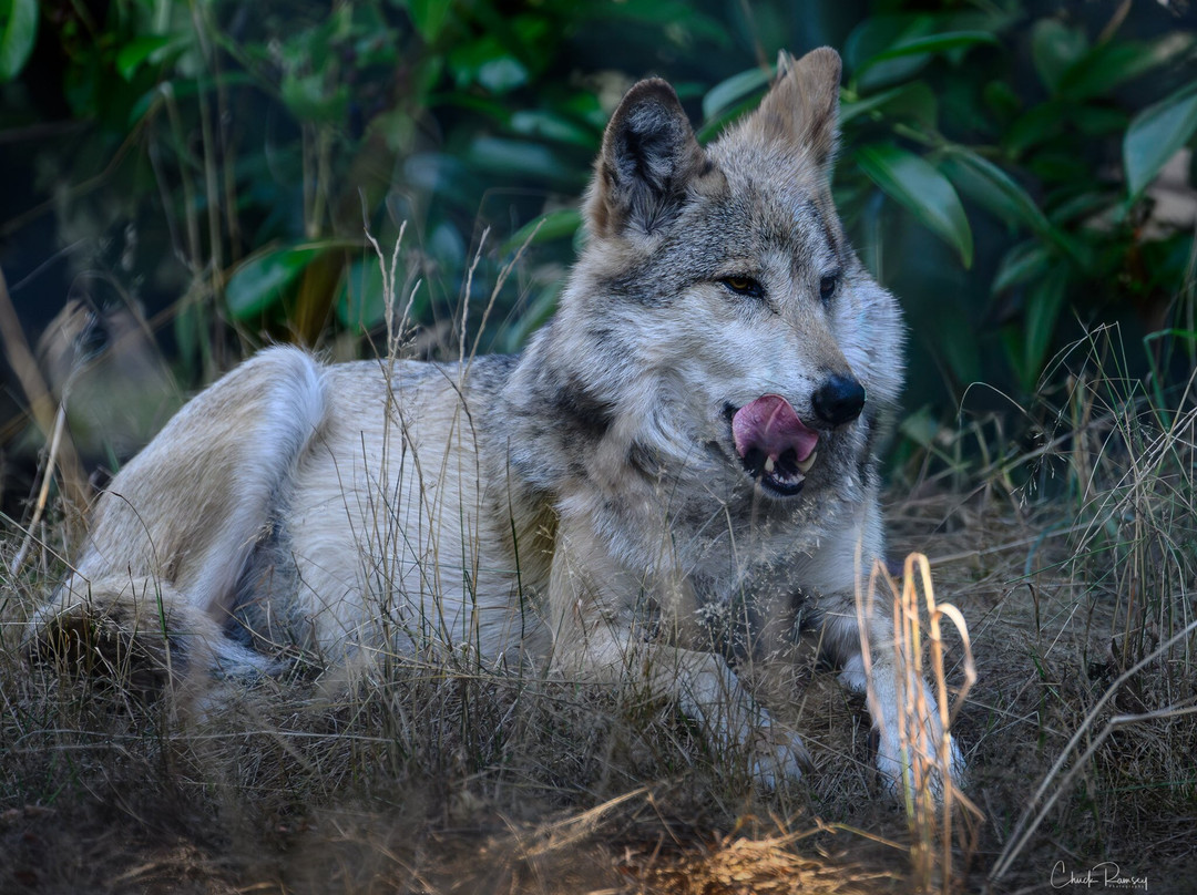 Wolf Haven International-Tenino必去景点