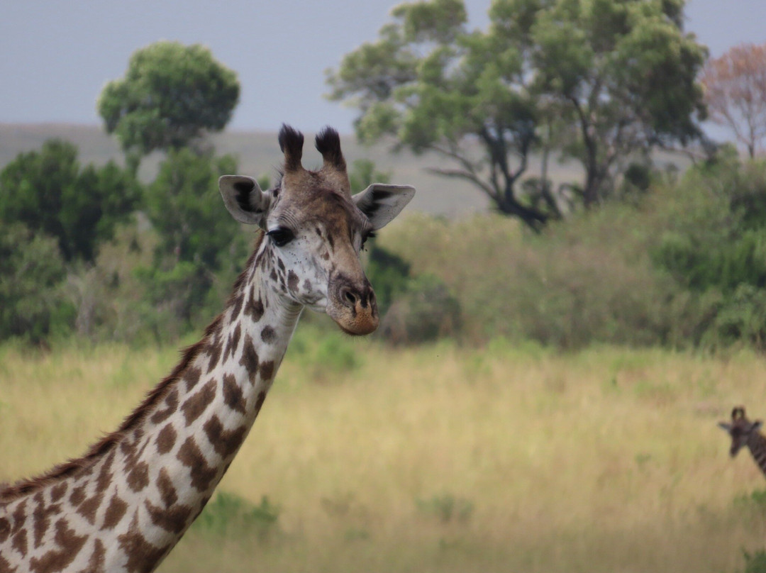 Right Choice Tours & Safaris-内罗毕必去景点