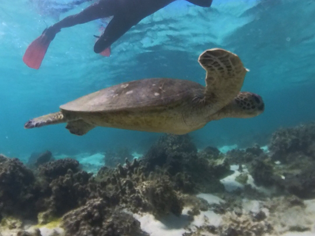 Ningaloo Discovery-埃克斯茅斯必去景点