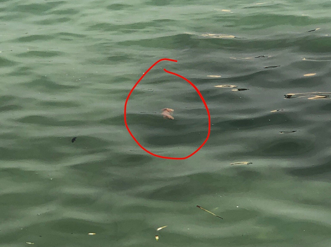 Playa de Es Canar-埃斯卡纳尔必去景点