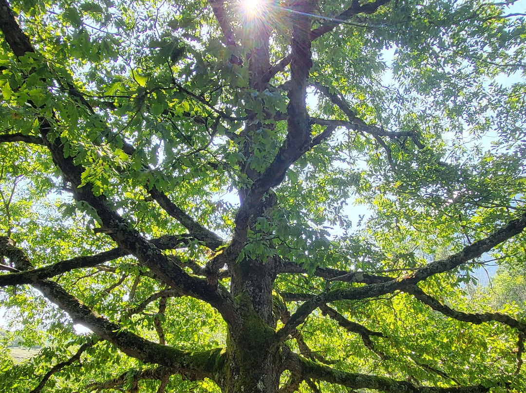 La Camosciara-Civitella Alfedena必去景点
