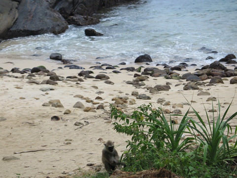 Sri Lanka Tourist Driver-Gampaha必去景点