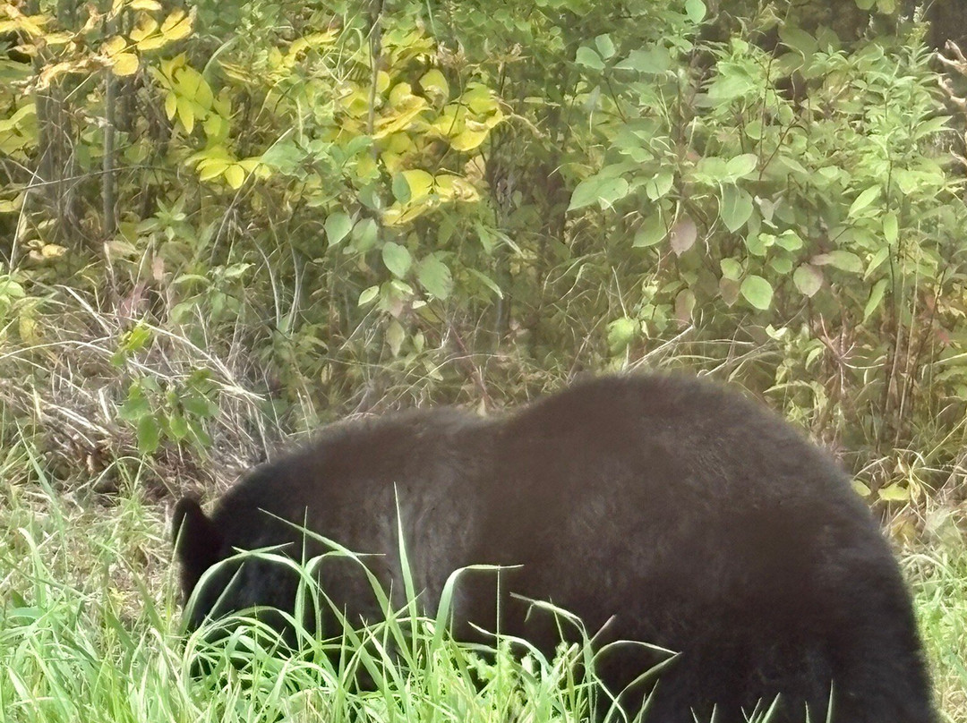 Falcon Trails Resort主图