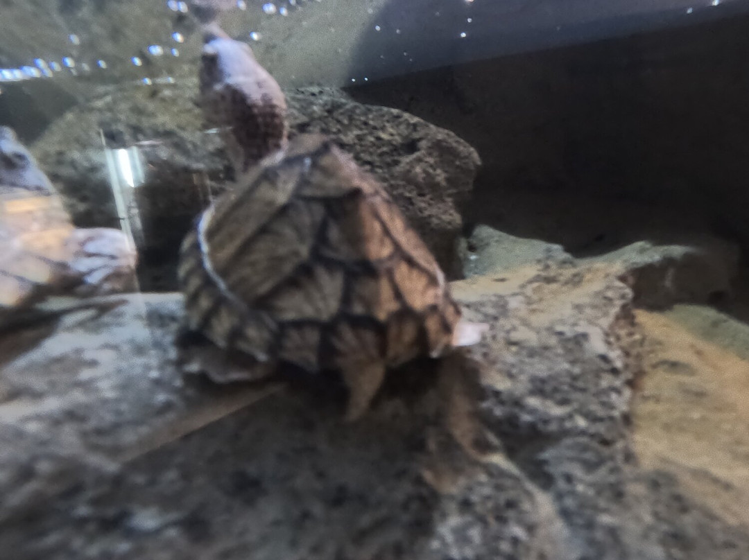 Electric City Aquarium & Reptile Den-斯克兰顿必去景点