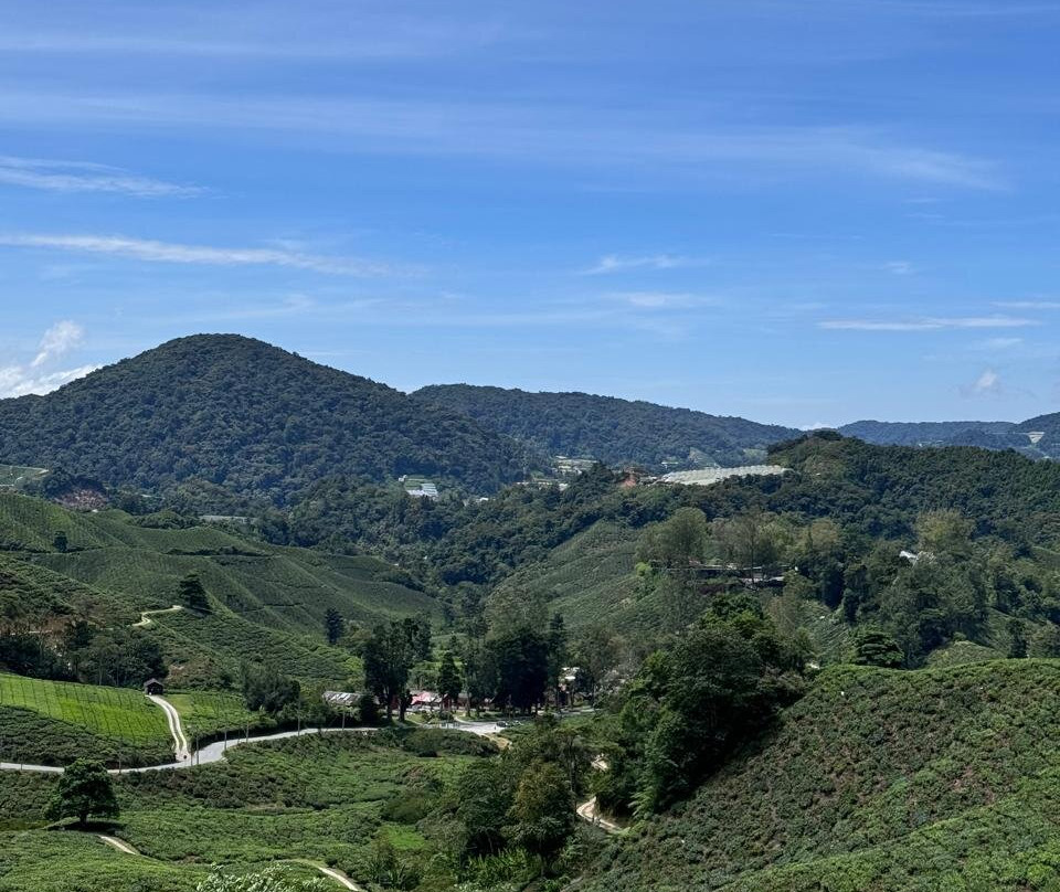 Boh Tea Estate-冷力必去景点