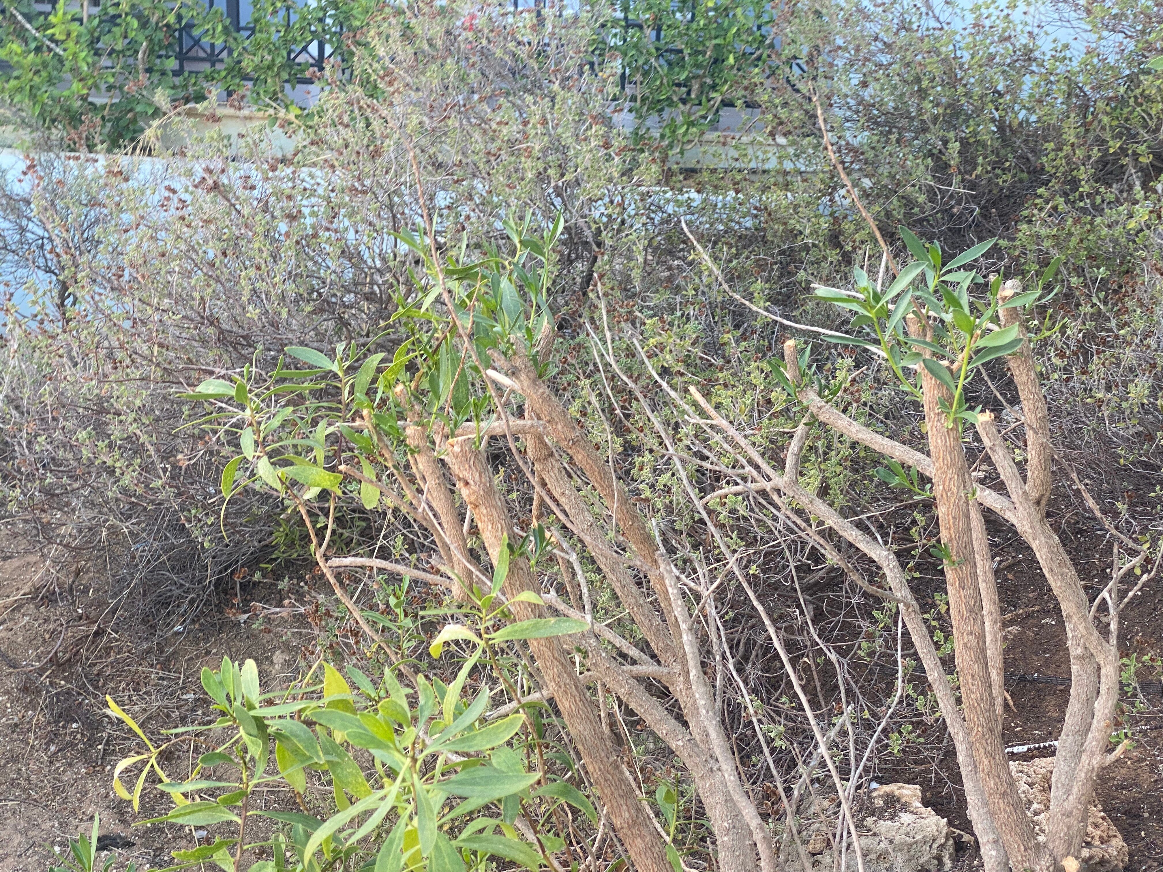 海湾套房酒店-浴室