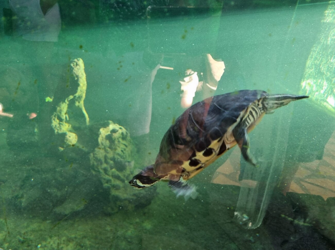 Zakynthos Turtle Rescue Center-瓦西里科斯必去景点