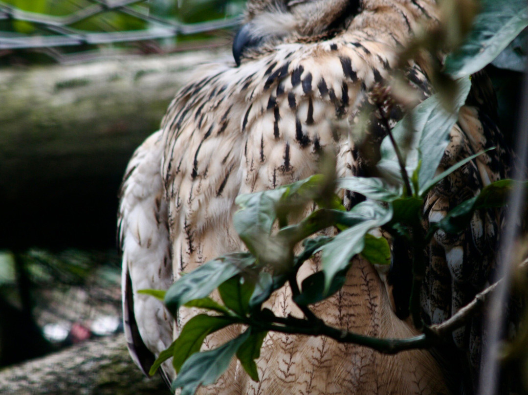 World of Birds-开普敦中心区必去景点