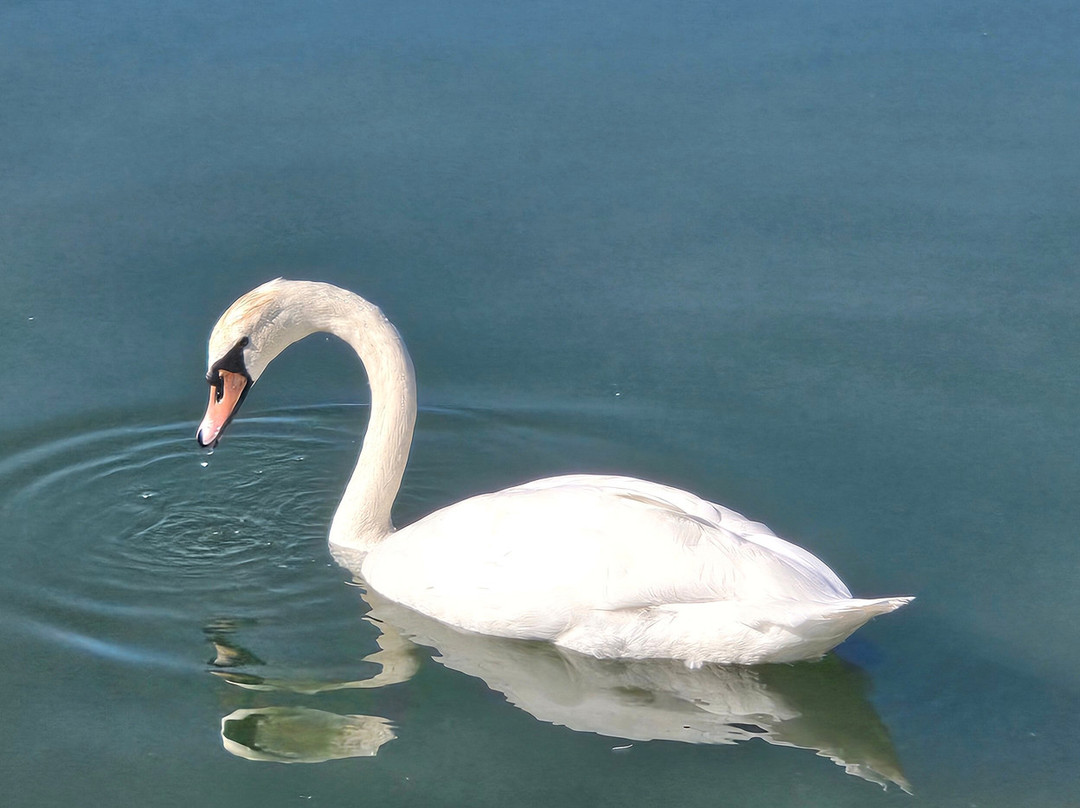 Breisacher Fahrradverleih-Breisach am Rhein必去景点