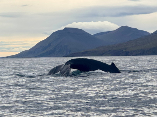 Gentle Giants Whale Watching-胡萨维克必去景点