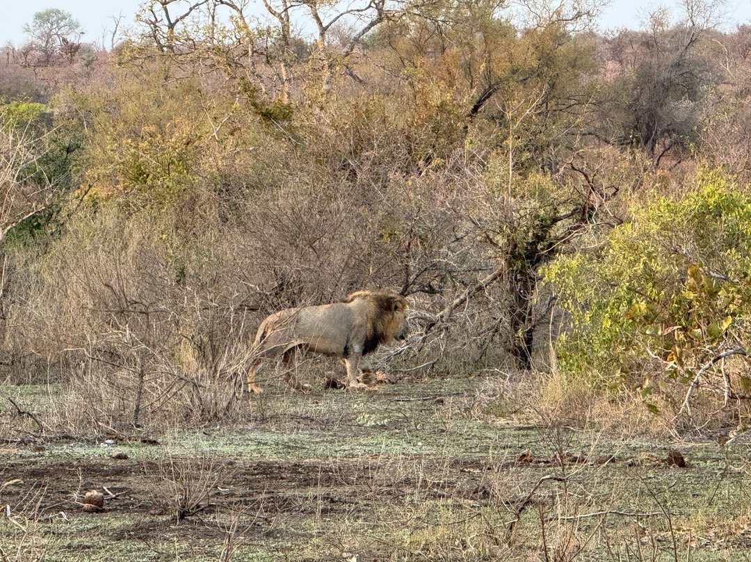 Honey Badger Safaris Kruger Tours-玛洛斯帕克必去景点