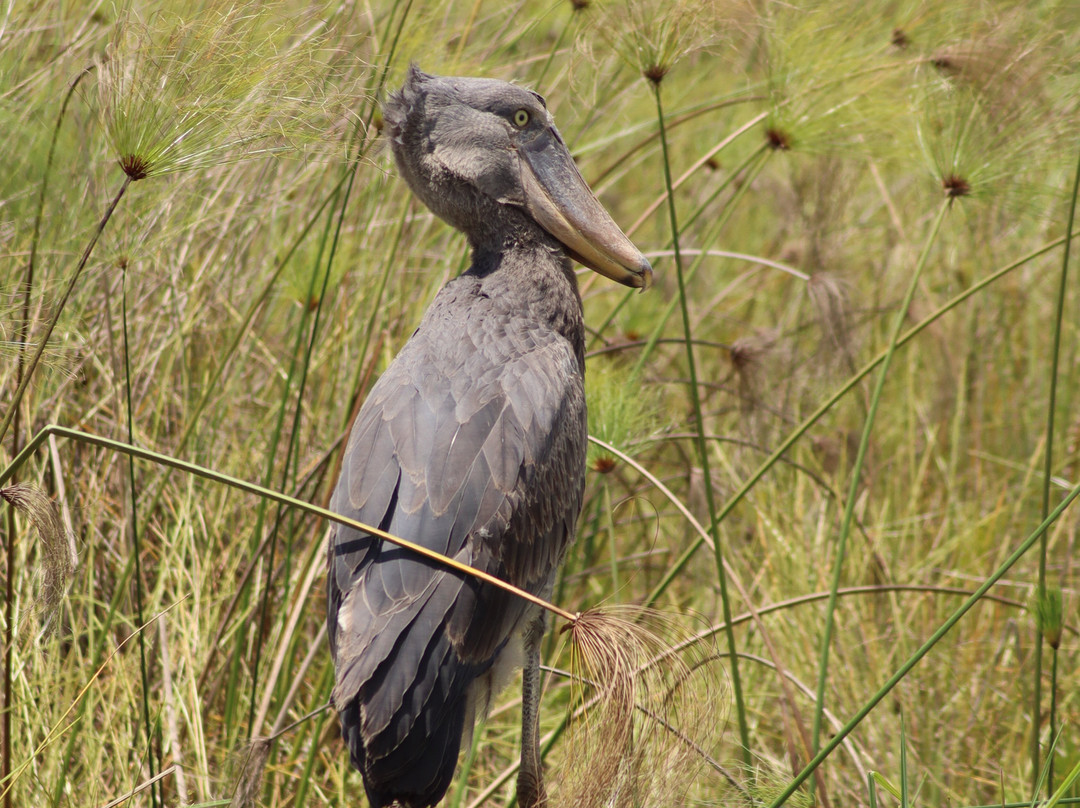 Gorillas and Wildlife Safaris-布恩迪难以穿越的国家公园必去景点