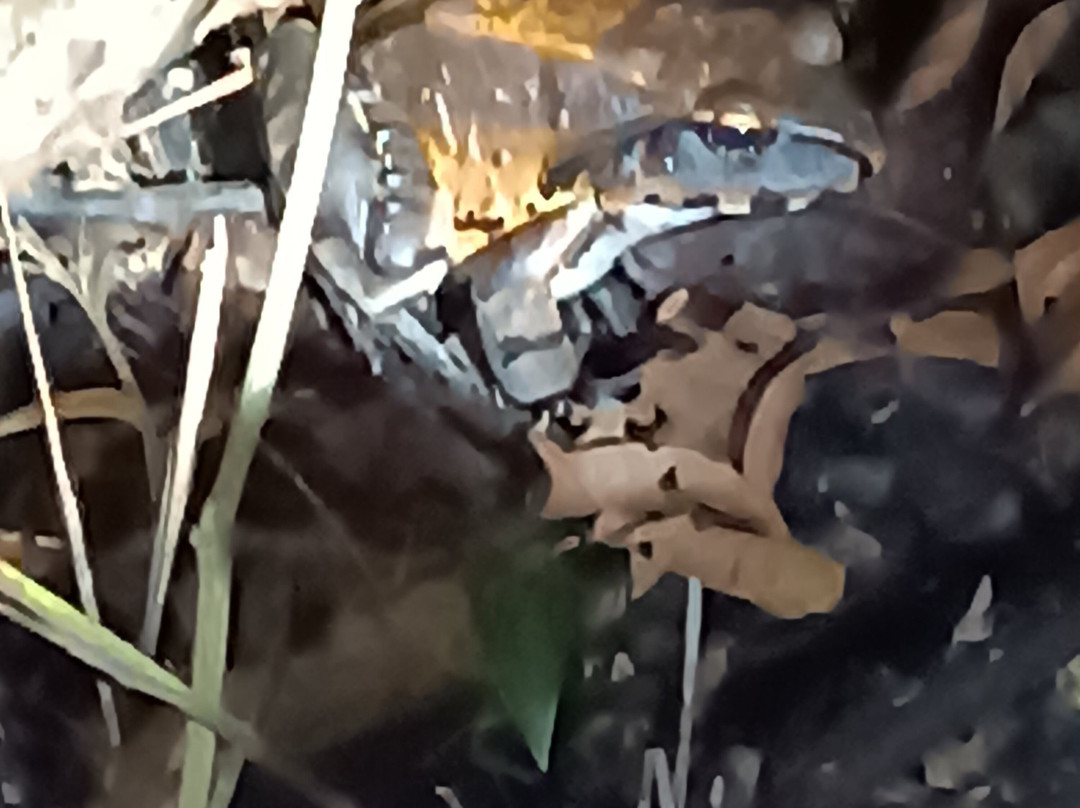 Muyuna Amazon Lodge Experience-伊基托斯必去景点