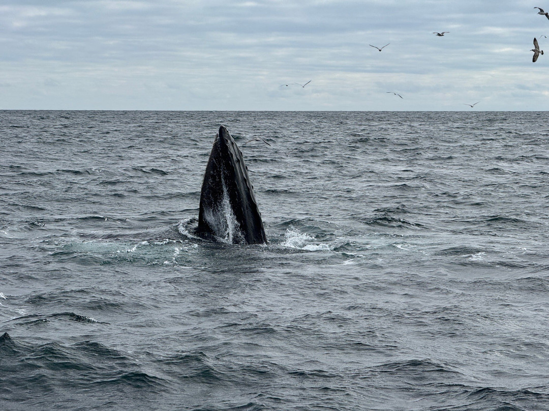 Atlantic Whale and Wildlife Tours-Courtmacsherry必去景点
