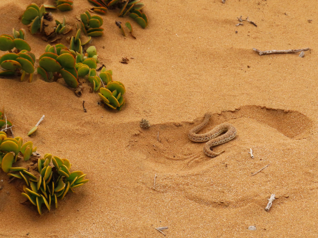 Tommy's Tours and Safaris-斯瓦科普蒙德必去景点