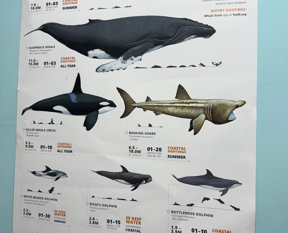 Hebridean Whale & Dolphin Trust-Tobermory必去景点